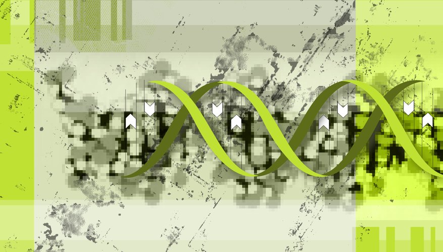 Photo Credit: Stockbyte/Stockbyte/Getty Images Several types of errors can creep into DNA.