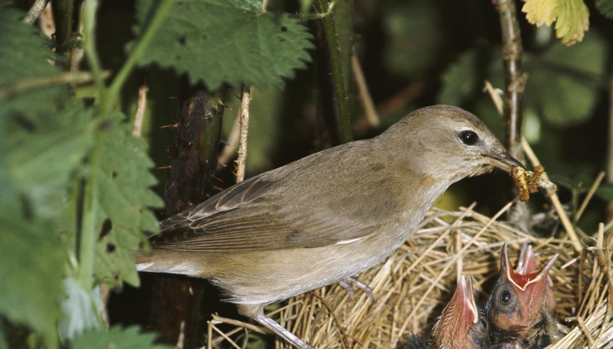 Appalachian Plateau Animals and Plants | Sciencing