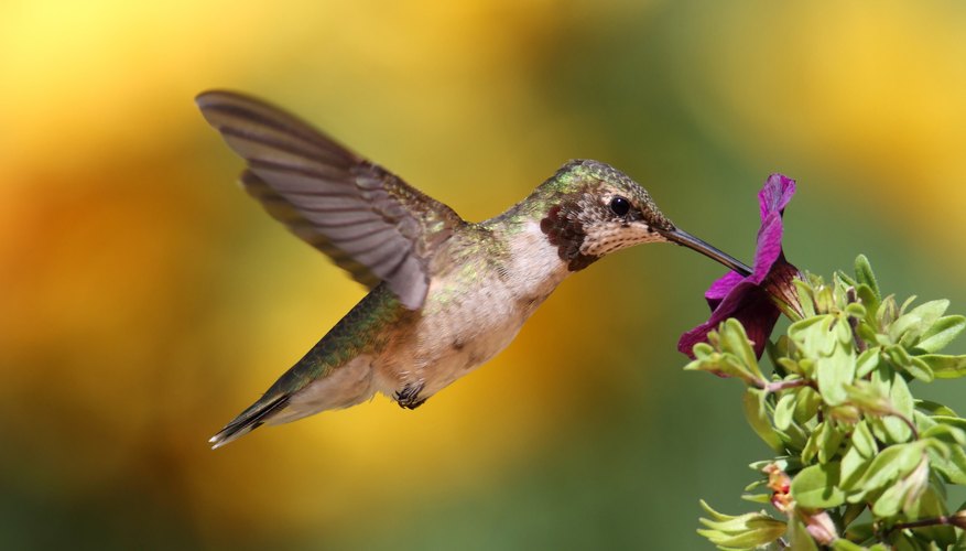 are there hummings birds in texas in the winter