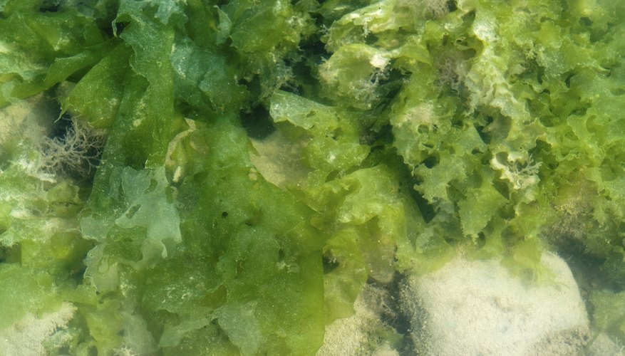 Photo Credit: Prill Mediendesign & Fotografie/iStock/Getty Images Seaweeds either attach to a hard substrate or are free-floating.