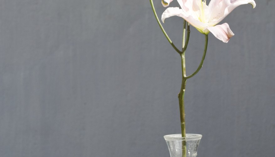 Single flower in vase Single flower in vase