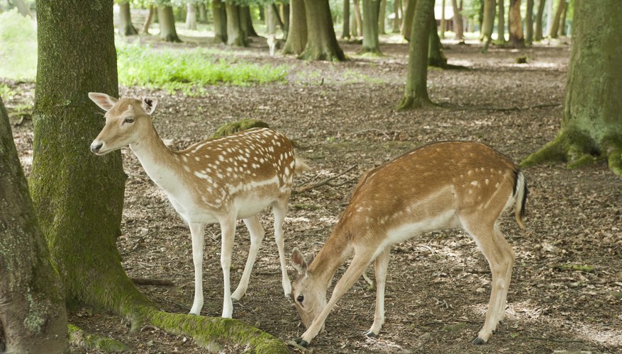 Photo Credit: thirteencat/iStock/Getty Images two juvenile spotted fawns
