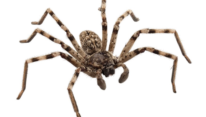 Wolf spider. Wolf spider.
