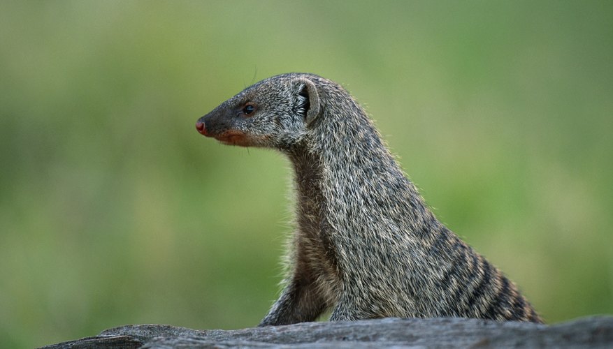Mediterranean Animals & Plants | Garden Guides