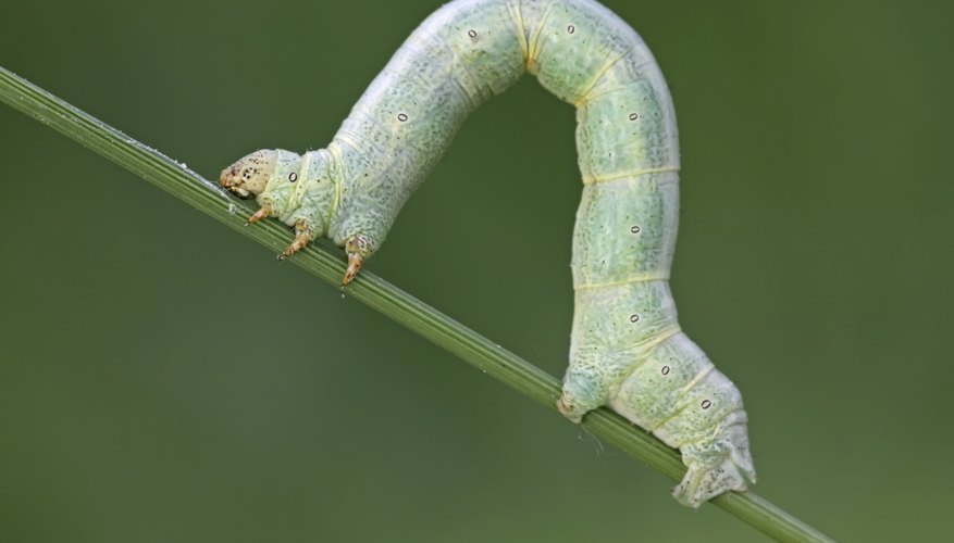 Inchworm Life Cycle | Sciencing