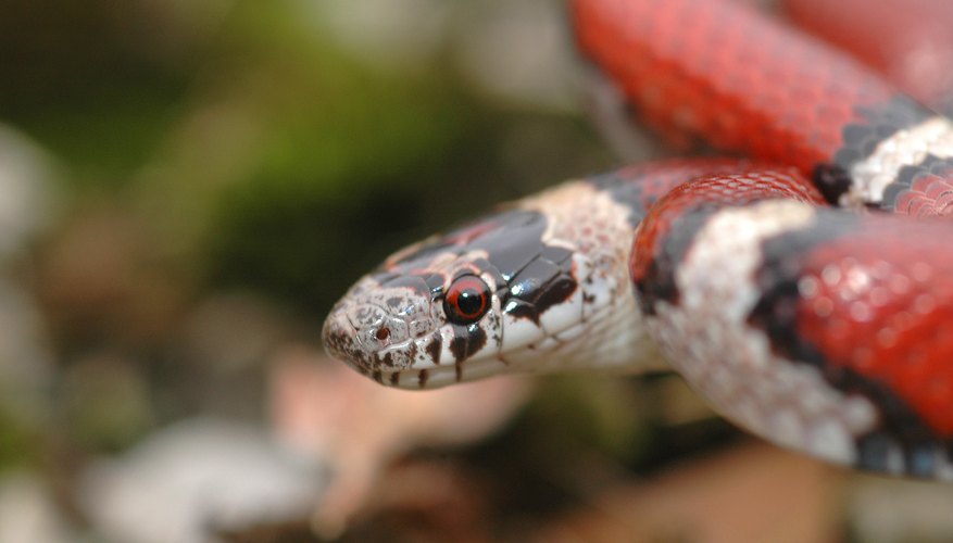 How to Identify a Copperhead Vs a Milk Snake  Sciencing