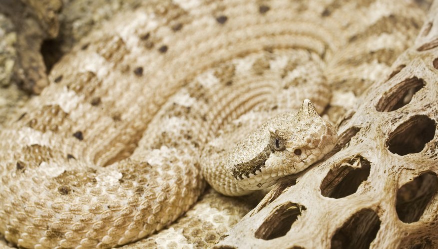 sidewinder-snake-adaptations-sciencing