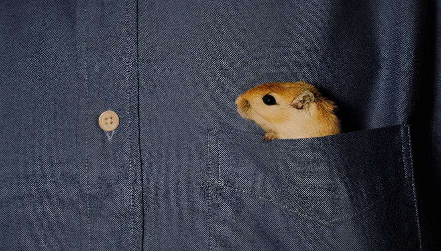 Photo Credit: Ryan McVay/Lifesize/Getty Images Gerbils like to burrow.