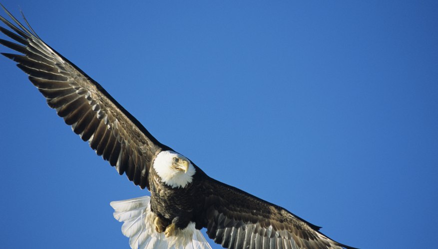 wingspan of a bald eagle wingspan of a bald eagle