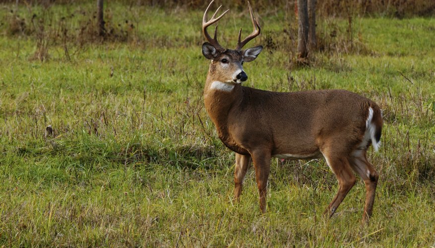 When Do Whitetail Deer Antlers Fall Off? Sciencing