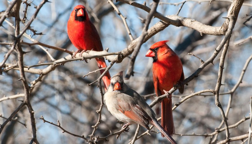Photo Credit: Carl Licari/iStock/Getty Images Three cardinals flock together on bare branches.