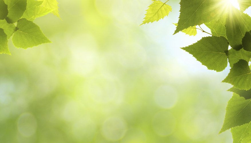 Photo Credit: Dmitro Tolokonov/iStock/Getty Images Sun shines on leafs