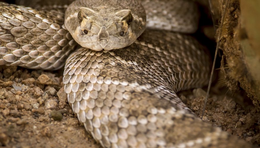 Sidewinder Snake Adaptations | Sciencing