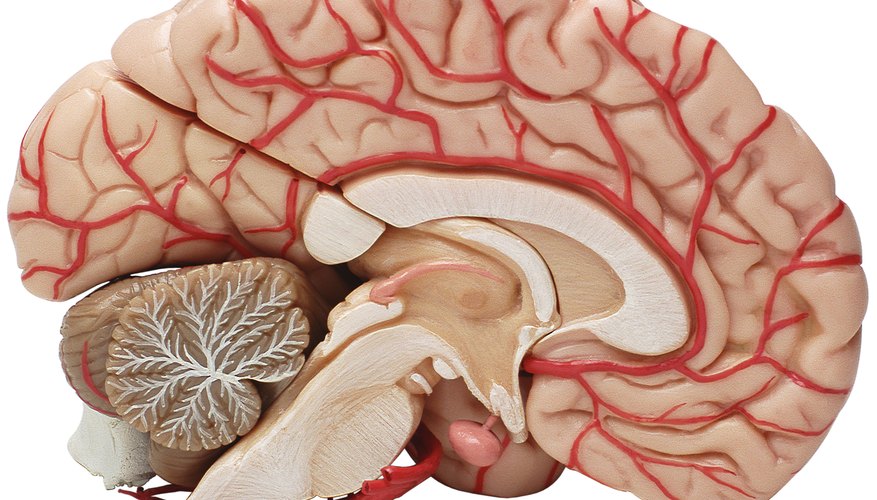 an-easy-way-to-learn-the-cranial-nerves-sciencing