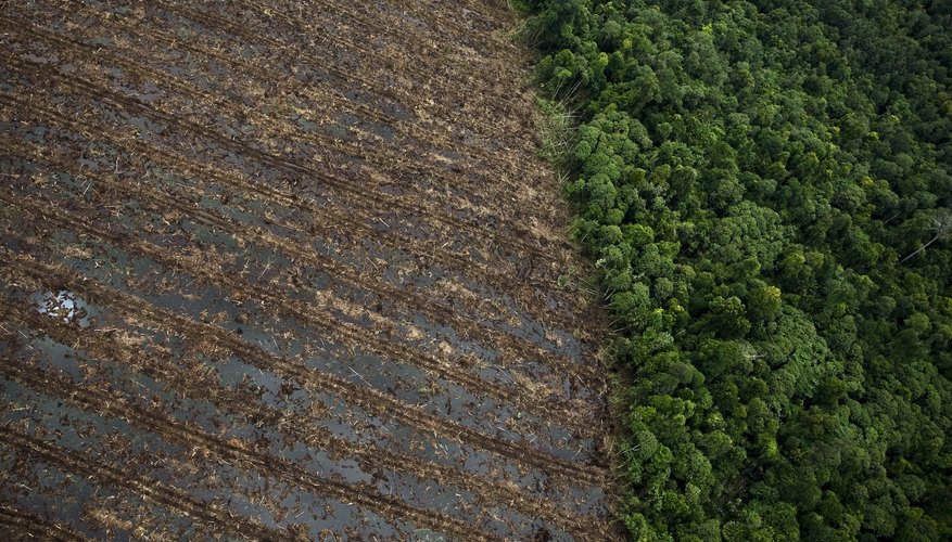 Deforestación de la selva tropical en el sur de Sumatra, Indonesia.