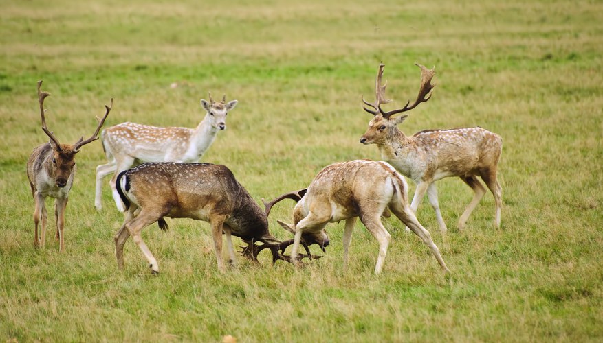 Life Cycle of a Deer | Sciencing