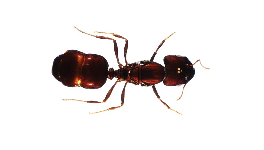 Las hormigas rojas pertenecen a la misma familia de insectos que las abejas y las avispas.