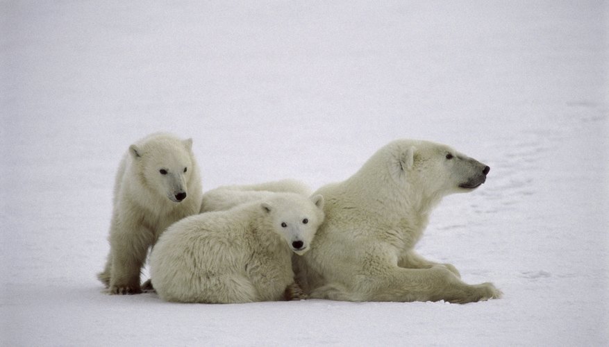 Photo Credit: Purestock/Purestock/Getty Images A polar bear and its cubs.