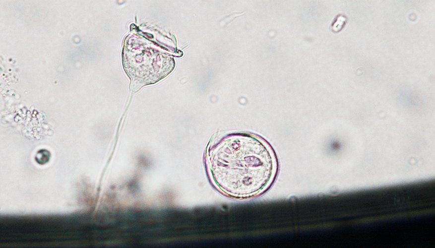 Photo Credit: China Photos/Getty Images News/Getty Images The many organelles of a plant cell are visible under a microscope.