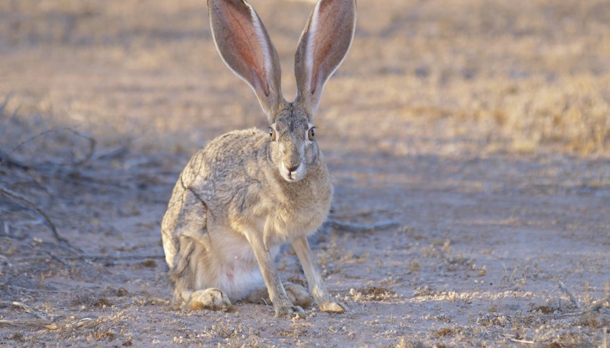 What Animals Can Be Found In Deserts