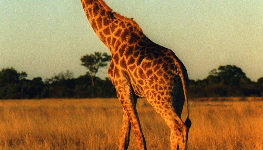 Las jirafas han capturado la imaginación desde tiempos de la prehistoria.
