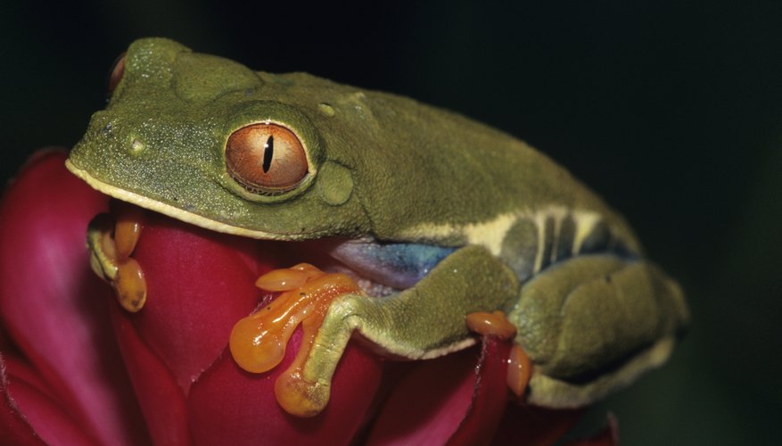 Photo Credit: Tom Brakefield/Stockbyte/Getty Images Tropical rainforests of the world have a rich diversity of living organisms.