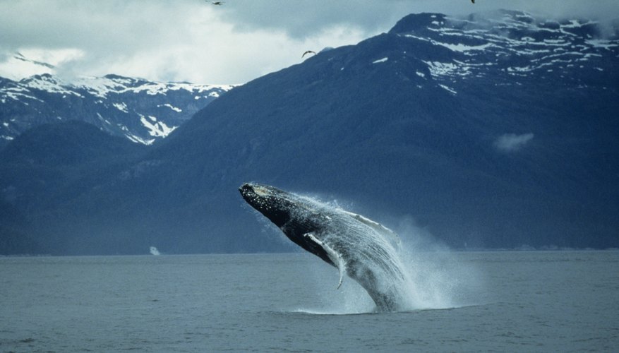 Productos de ballenas.