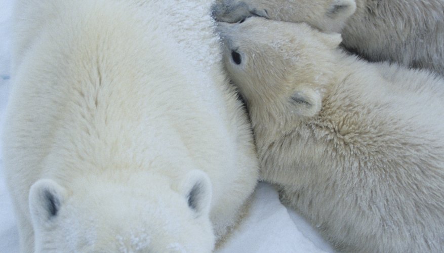 As top predators in a food chain, polar bears experience bioaccumulation of toxins and pass them on to their cubs in their milk. As top predators in a food chain, polar bears experience bioaccumulation of toxins and pass them on to their cubs in their milk.
