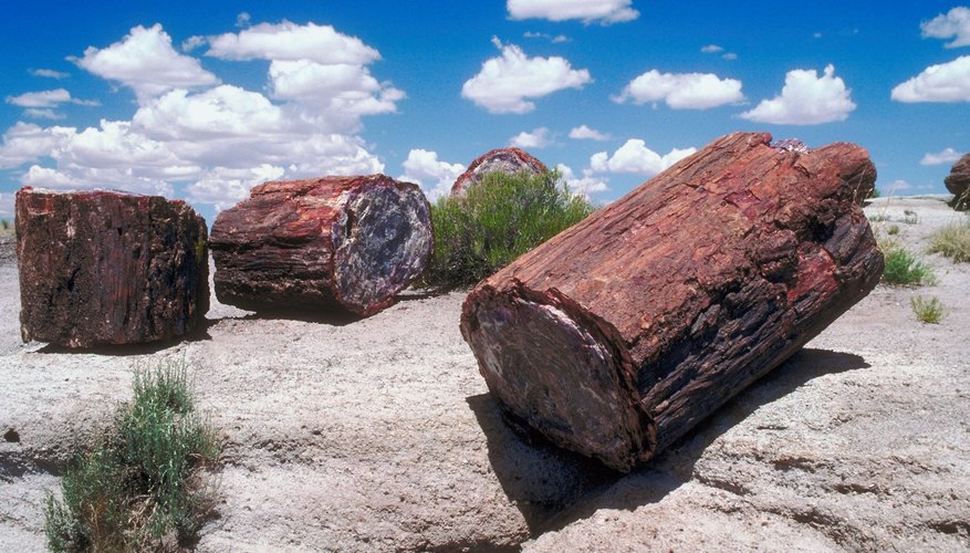 Petrified wood can be cut one slice at a time. Petrified wood can be cut one slice at a time.