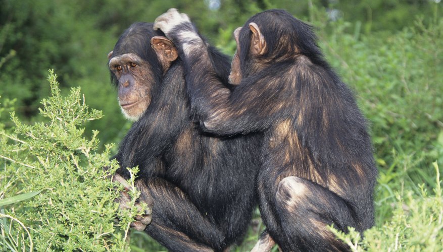 food habits of chimpanzees