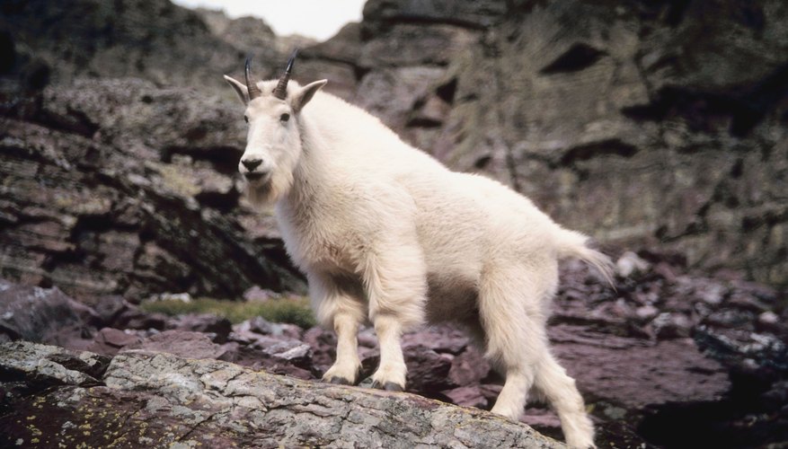 Photo Credit: Jupiterimages/Photos.com/Getty Images A mountain goat stands on a rocky ledge.