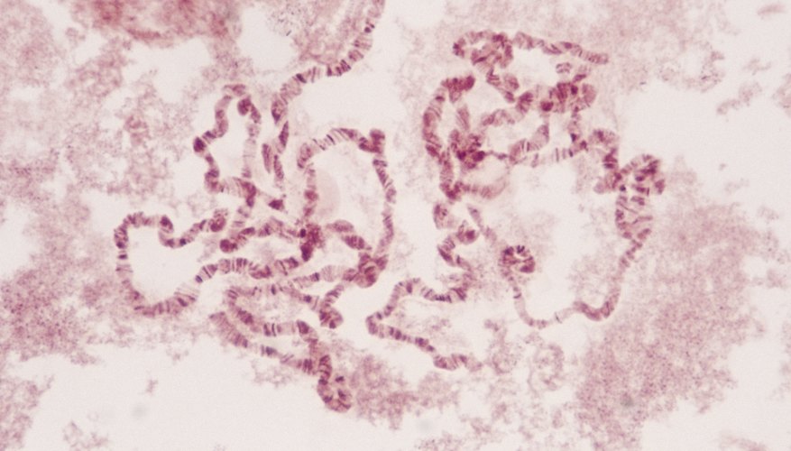 Photo Credit: Ablestock.com/AbleStock.com/Getty Images Nonsense mutations can shut down protein production.
