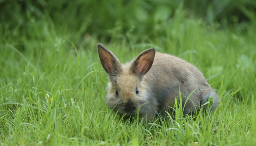 Life Cycle of a Rabbit Sciencing