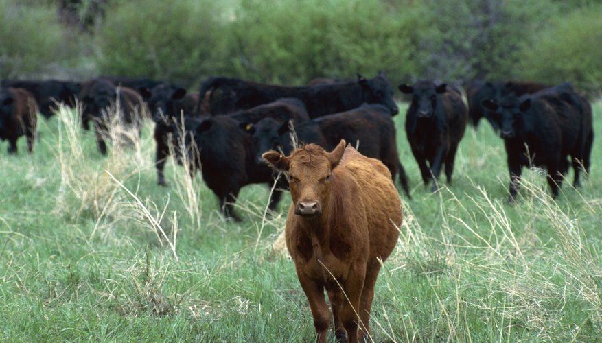 Photo Credit: Jupiterimages/liquidlibrary/Getty Images While much of the farmland is dedicated to growing corn and other cash crops, the West also boasts a number of large cattle ranches.