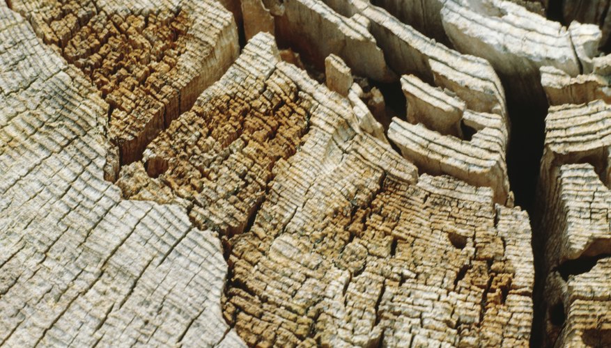 Photo Credit: Jupiterimages/liquidlibrary/Getty Images Rotting Log