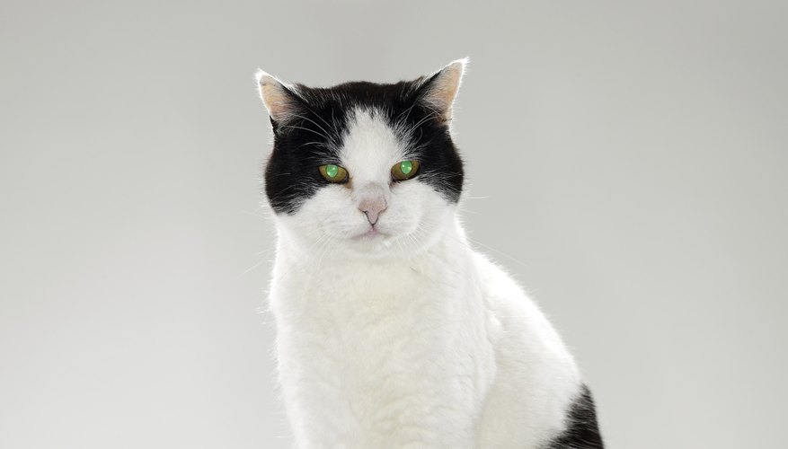 Photo Credit: Michael Blann/Lifesize/Getty Images Cats are full of mystery, but their psyches can be understood with trained observation.
