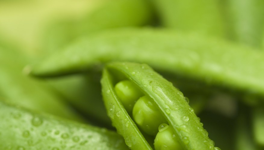 Photo Credit: Comstock Images/Stockbyte/Getty Images Gregor Mendel's experiments with peas showed how traits like round seeds are inherited.