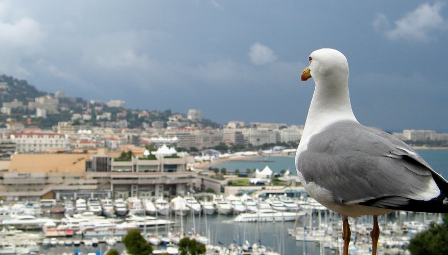 Seagull Behaviors In Earthquakes and Changes in Weather Seagull Behaviors In Earthquakes and Changes in Weather