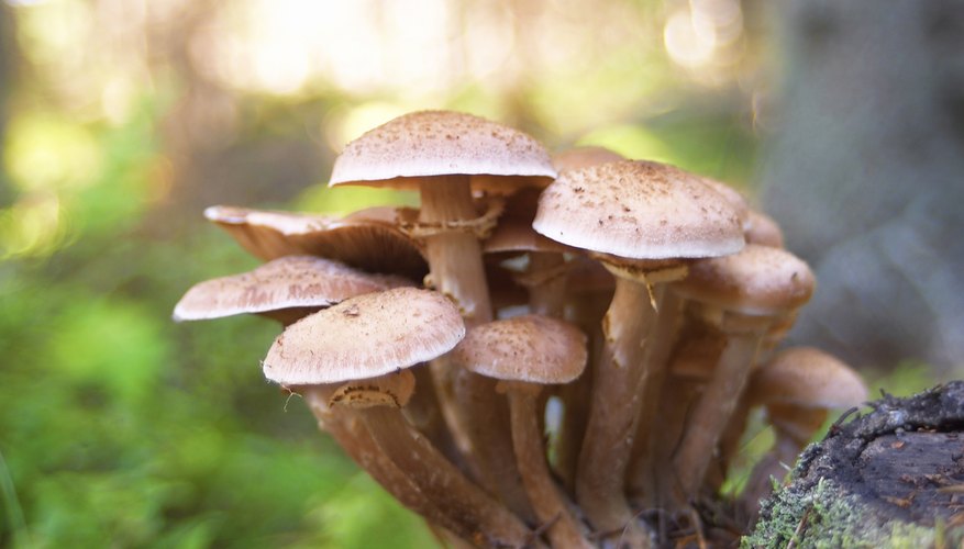 Cómo utilizar sulfato de cobre como fungicida.