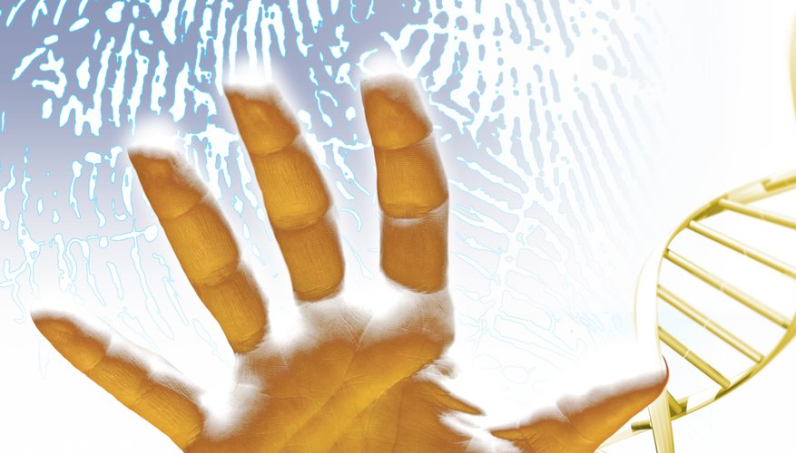 Photo Credit: Comstock Images/Comstock/Getty Images DNA fingerprints are as individual as the prints from your fingers.