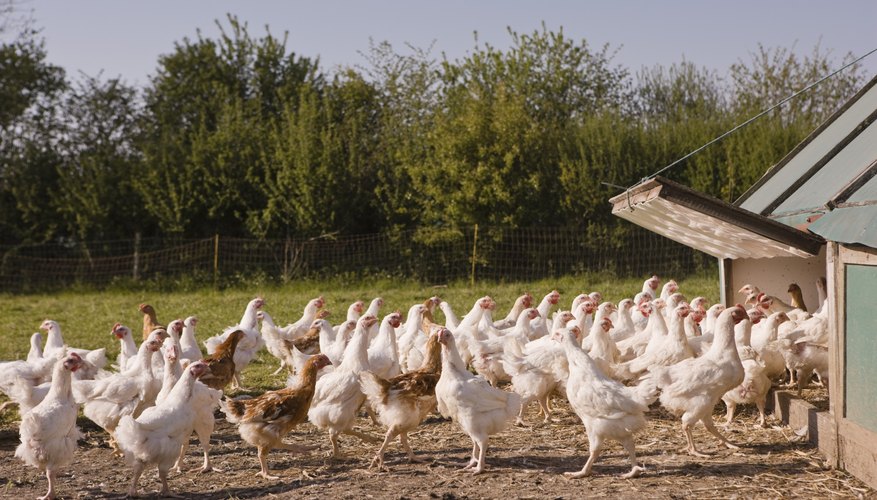 How To Start An Organic Chicken Farm Gone Outdoors Your Adventure 