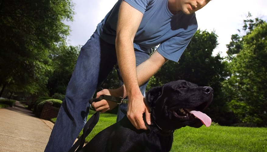 Dogs are common animals needed on productions.