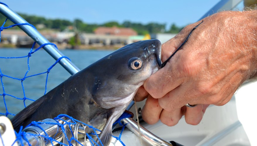 Where to Go Fishing for Catfish in Minnesota