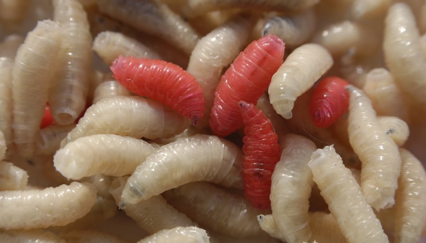 why-do-maggots-grow-on-meat-sciencing