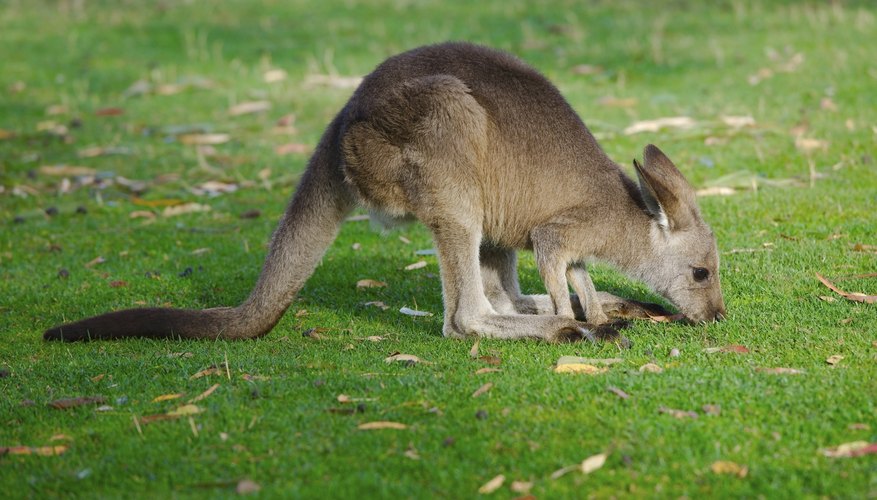The Digestive System of a Kangaroo | Sciencing