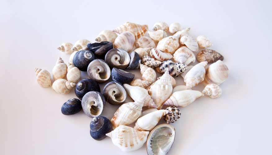 Photo Credit: MarisaMurillo/iStock/Getty Images Sea snails.