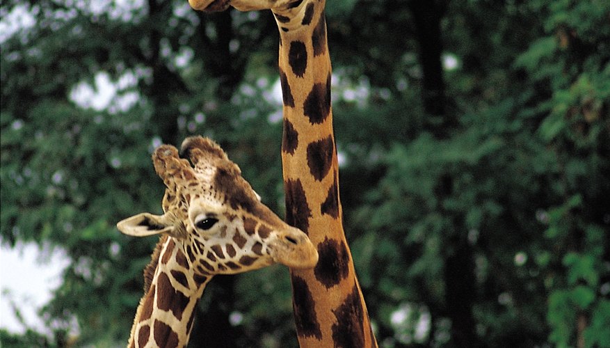 La jirafas tienen cuellos largos que les permite alcanzar las ramas más altas de los árboles.