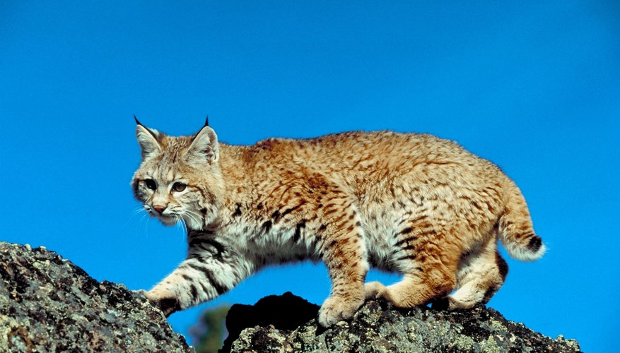 Homemade Bobcat Bait