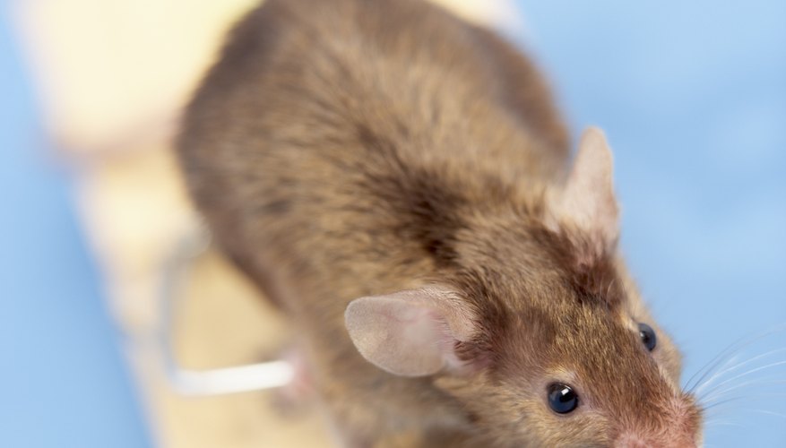 Photo Credit: BananaStock/BananaStock/Getty Images Rat traps can be an effective way of ridding your home of the pests.