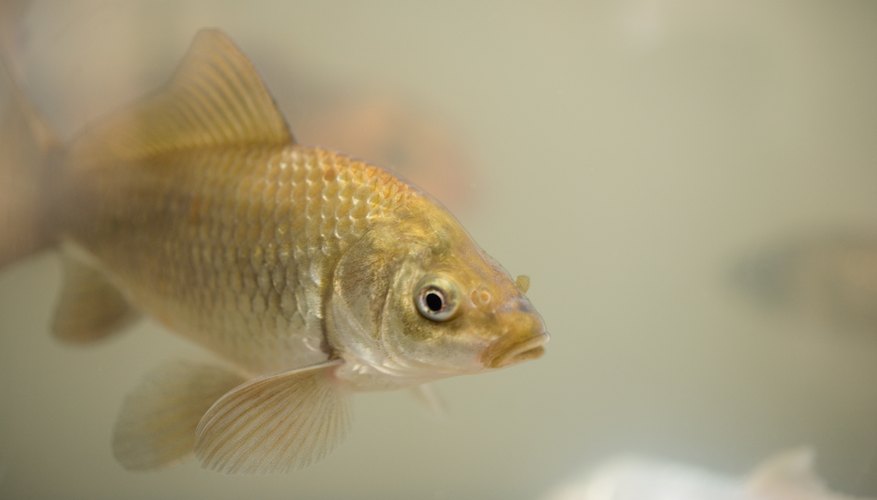 Photo Credit: Jupiterimages/Photos.com/Getty Images To create an ecosystem, you must include plant and animal matter.